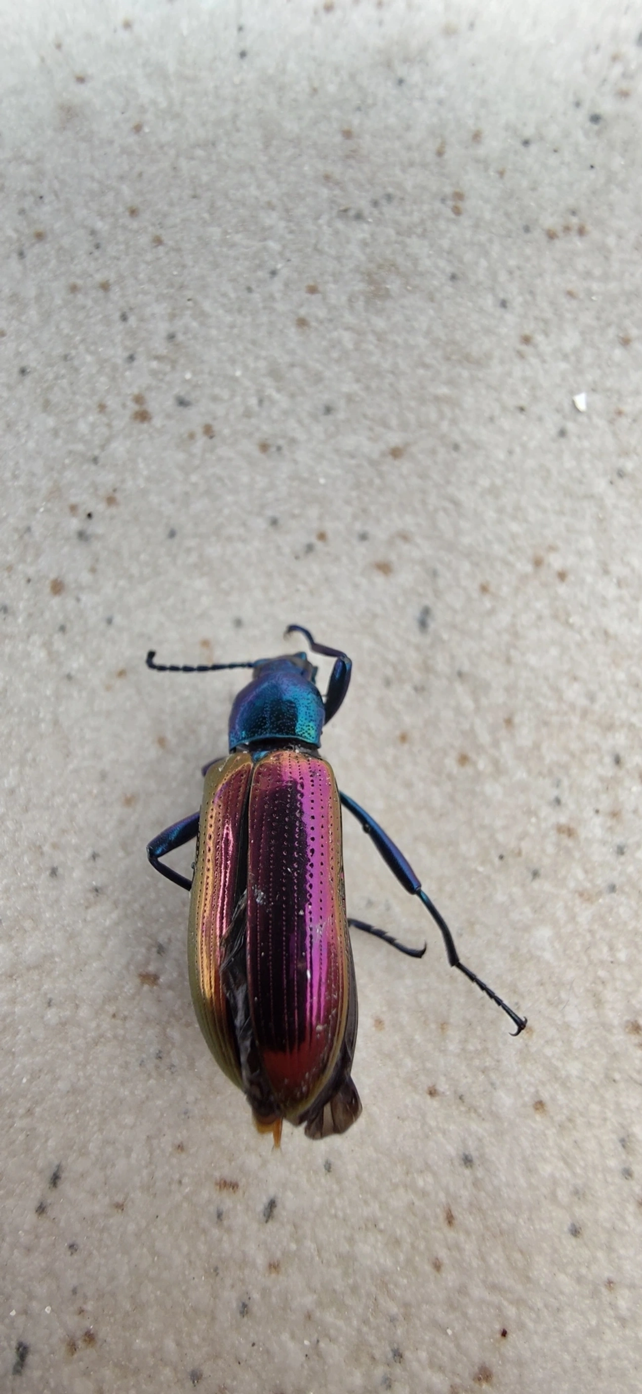 Strongylium bicolor, insetos, fotografado em Maresias, São Sebastião