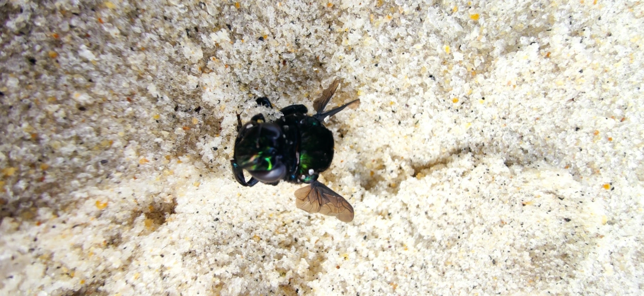 Eufriesea, insetos, fotografado em São Sebastião