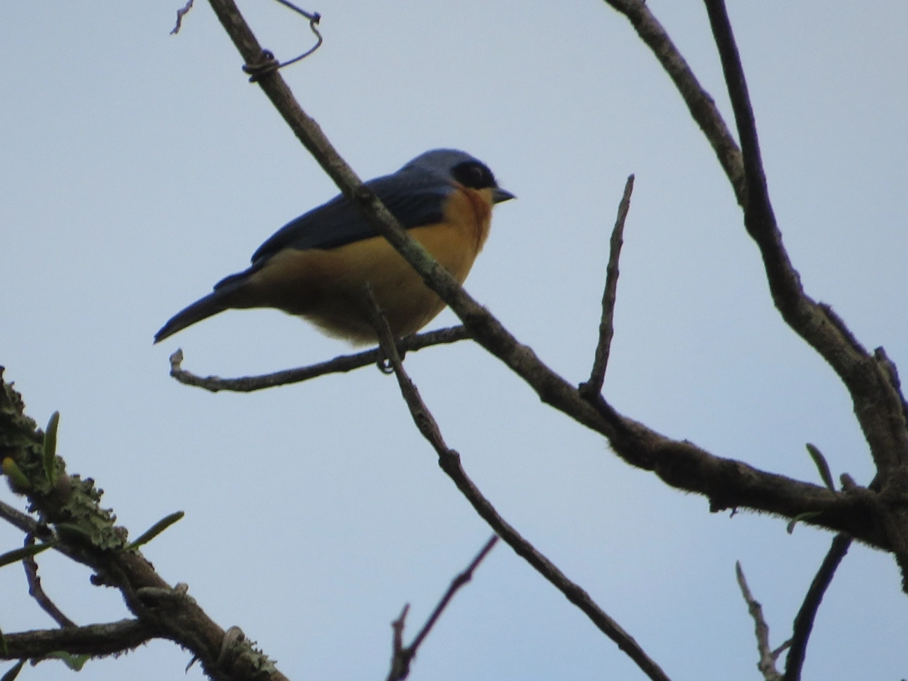 Saíra-Viúva (Pipraeidea melanonota), aves, fotografado em Maresias, São Sebastião