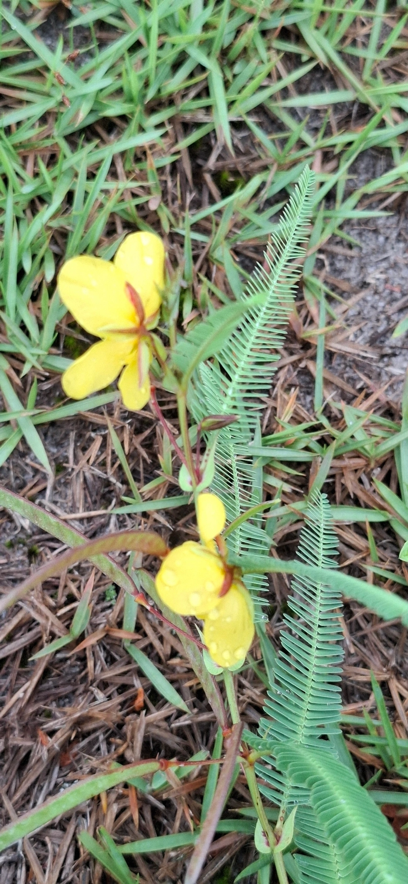 Peninha (Chamaecrista flexuosa), plantas, fotografado em Maresias, São Sebastião