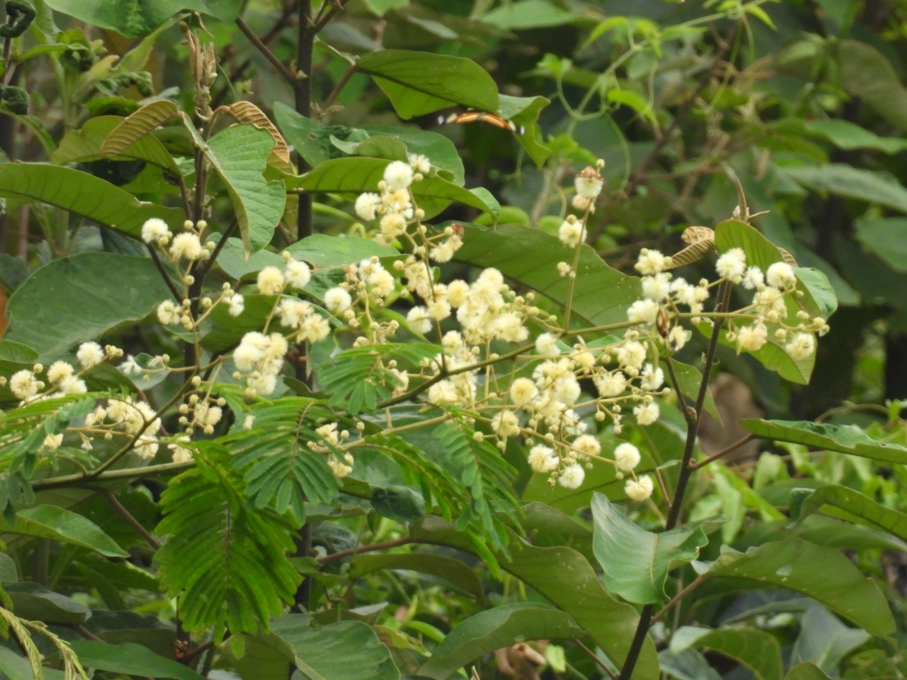 Angico (Anadenanthera colubrina), plantas, fotografado em Cabreúva