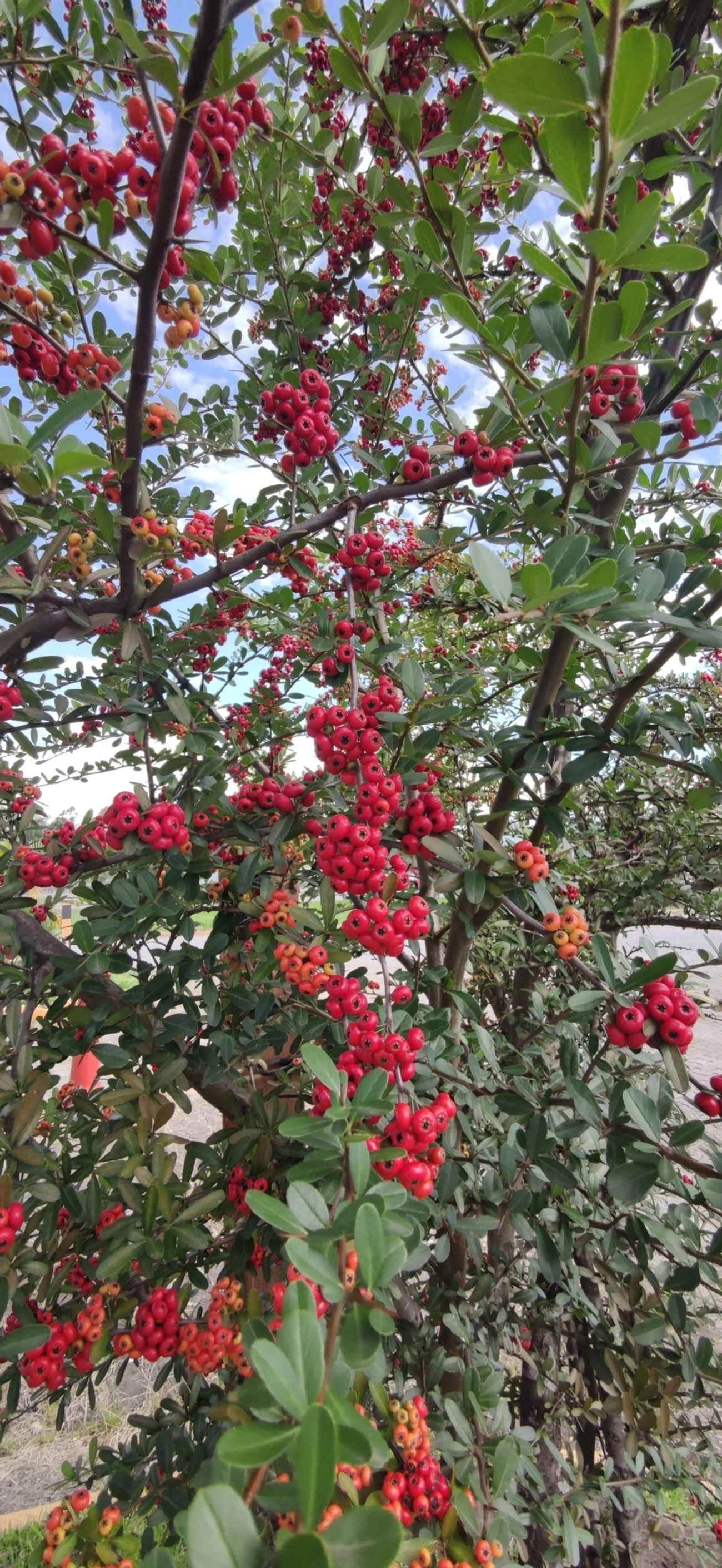 Sarça-ardente (Pyracantha coccinea), plantas, fotografado em Itaquaquecetuba