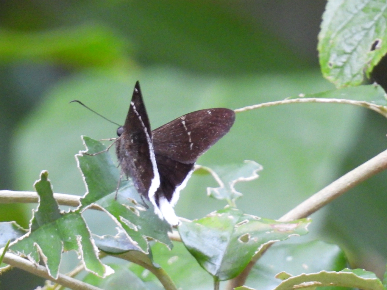 Cauda-longa-de-cauda-branca (Cecropterus doryssus), insetos, fotografado em Maresias, São Sebastião