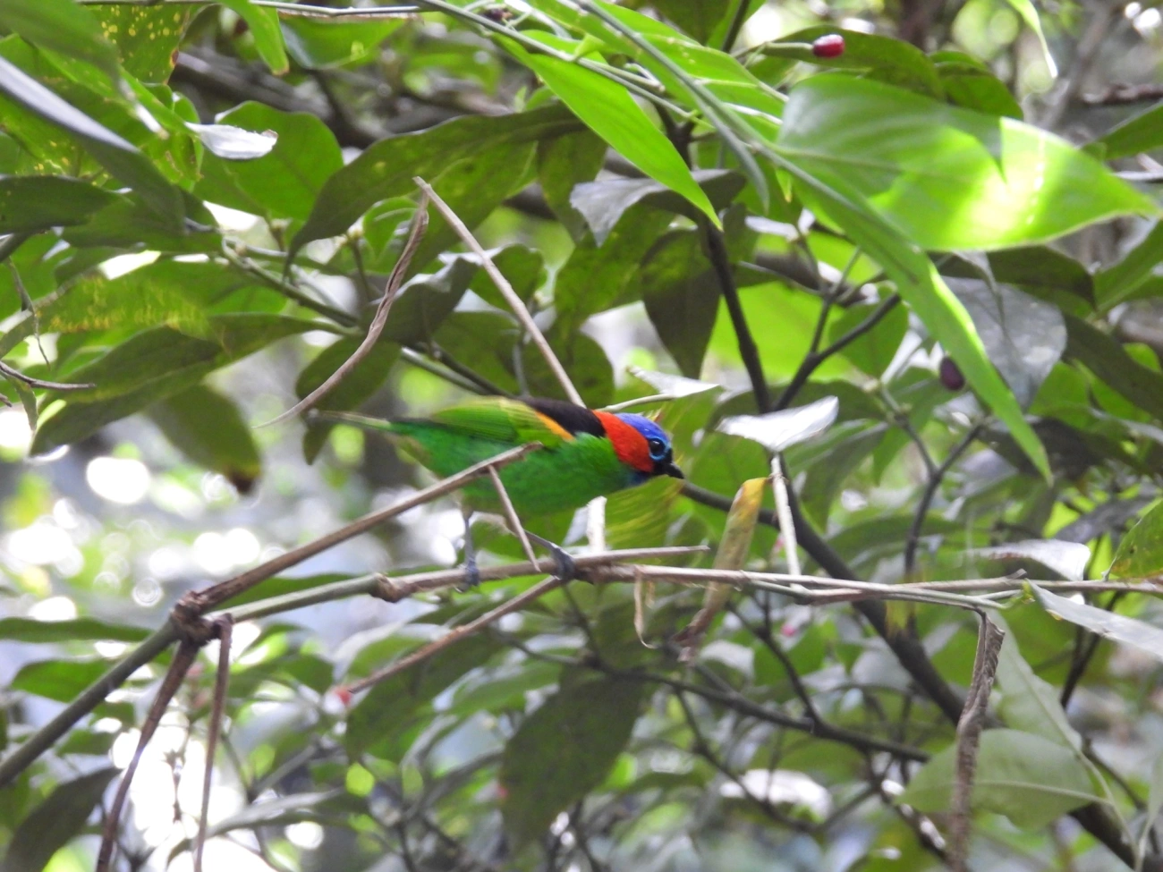 Saíra-militar (Tangara cyanocephala), aves, fotografado em Paúba, São Sebastião