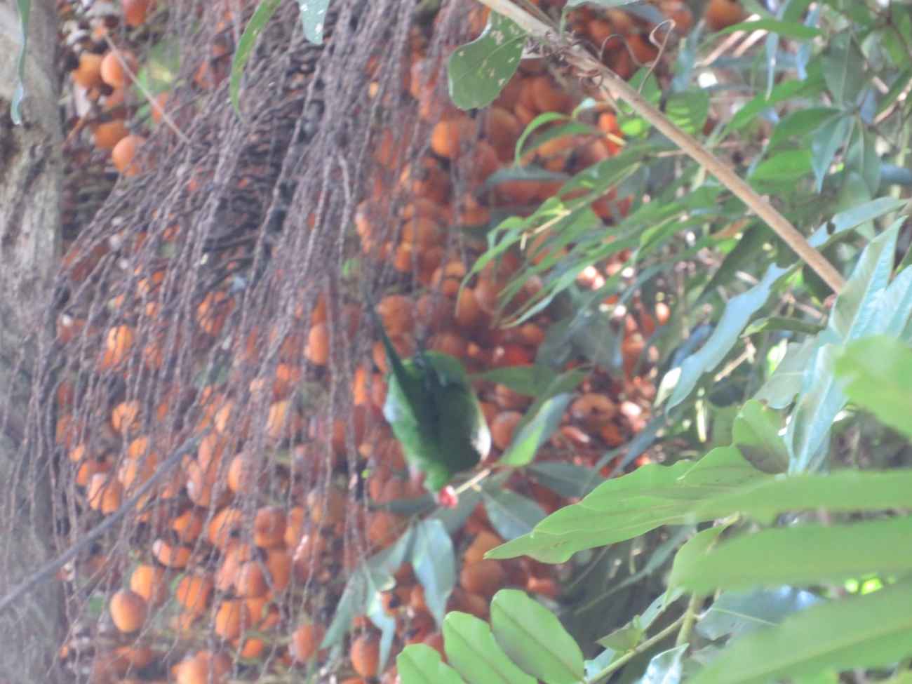 Periquito-rico (Brotogeris tirica), aves, fotografado em Maresias, São Sebastião