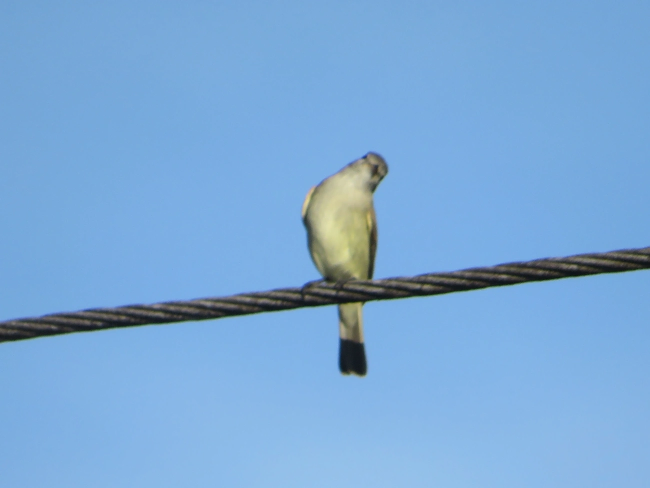 Risadinha (Camptostoma obsoletum), aves, fotografado em Maresias, São Sebastião
