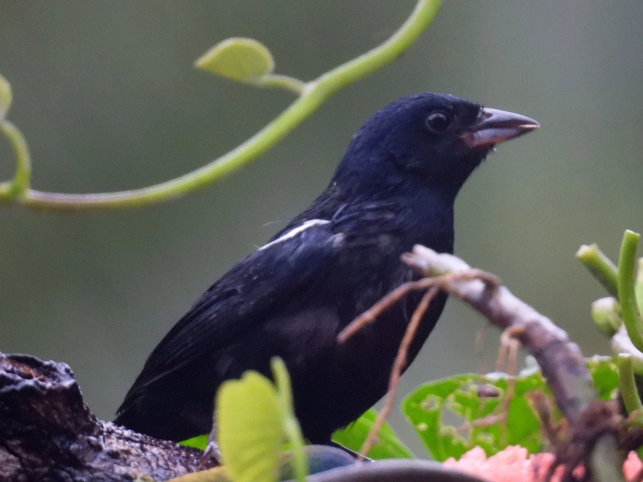 Tiê-preto (Tachyphonus coronatus), aves, fotografado em Maresias, São Sebastião