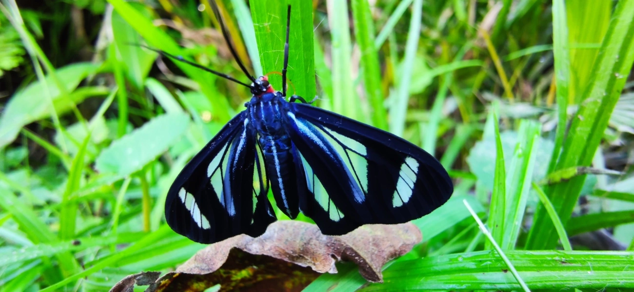 Agyrta dux, insetos, fotografado em Maresias, São Sebastião