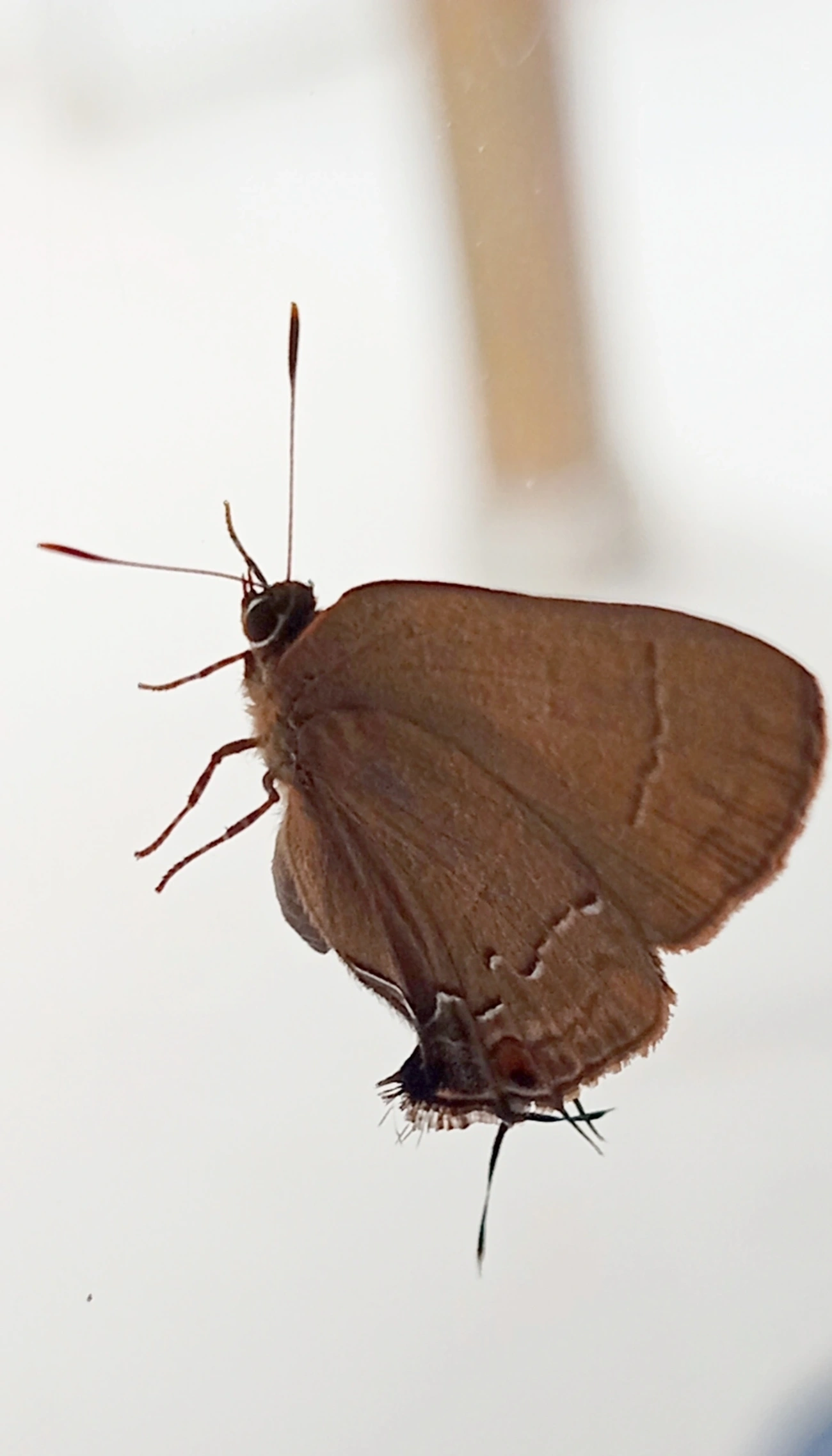 Groundstreak comum (Ziegleria hesperitis), insetos, fotografado em Maresias, São Sebastião