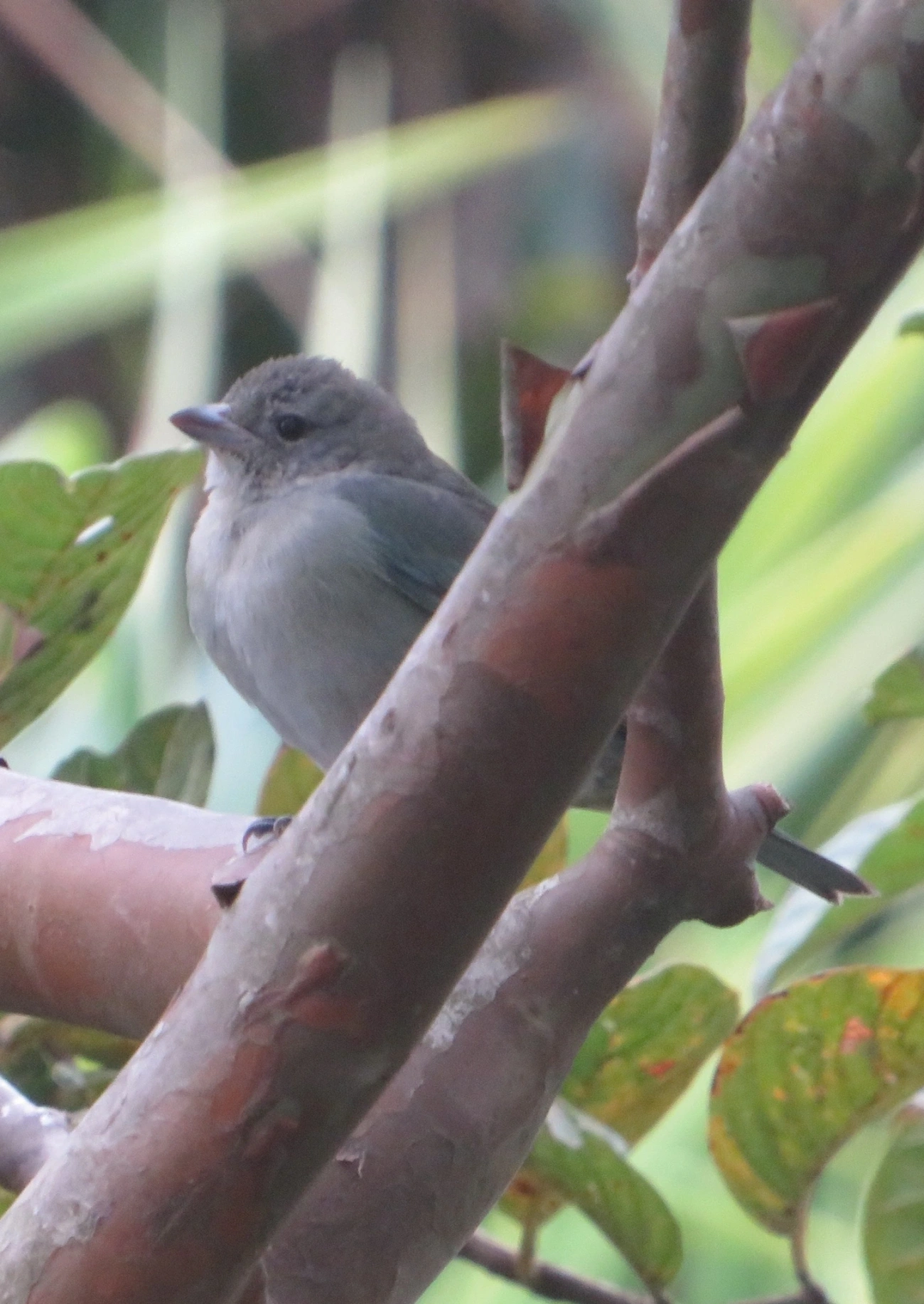 Sanhaço-cinzento (Thraupis sayaca), aves, fotografado em Maresias, São Sebastião
