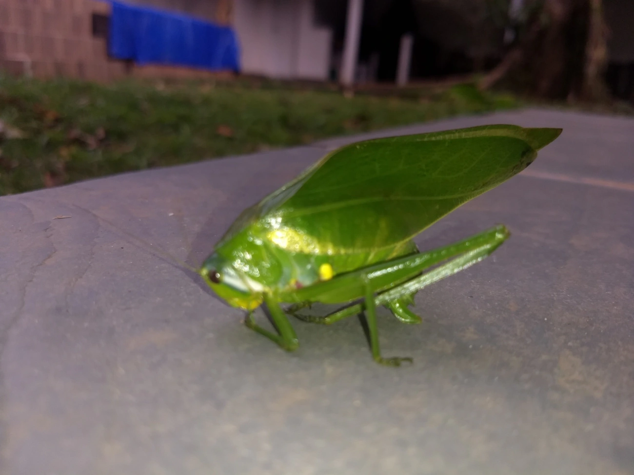 Philophyllia, insetos, fotografado em Maresias, São Sebastião