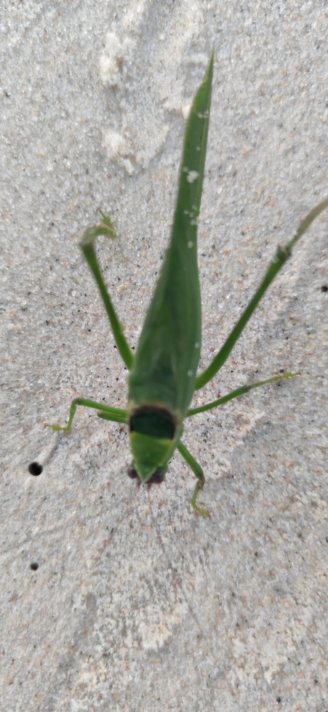 Esperança-verde (Stilpnochlora undulata), insetos, fotografado em Maresias, São Sebastião