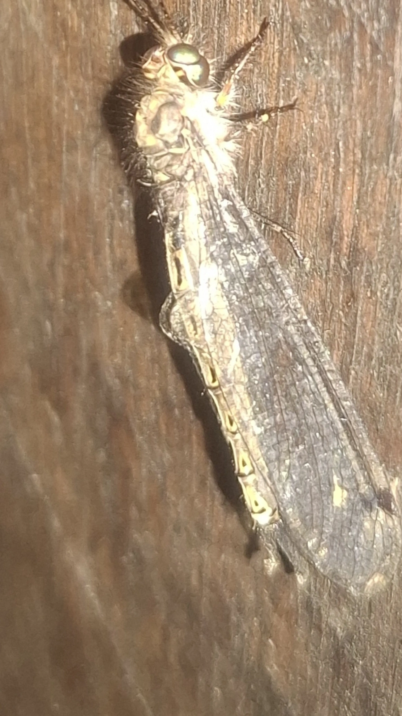 Ascalorphne macrocerca, insetos, fotografado em Queluz