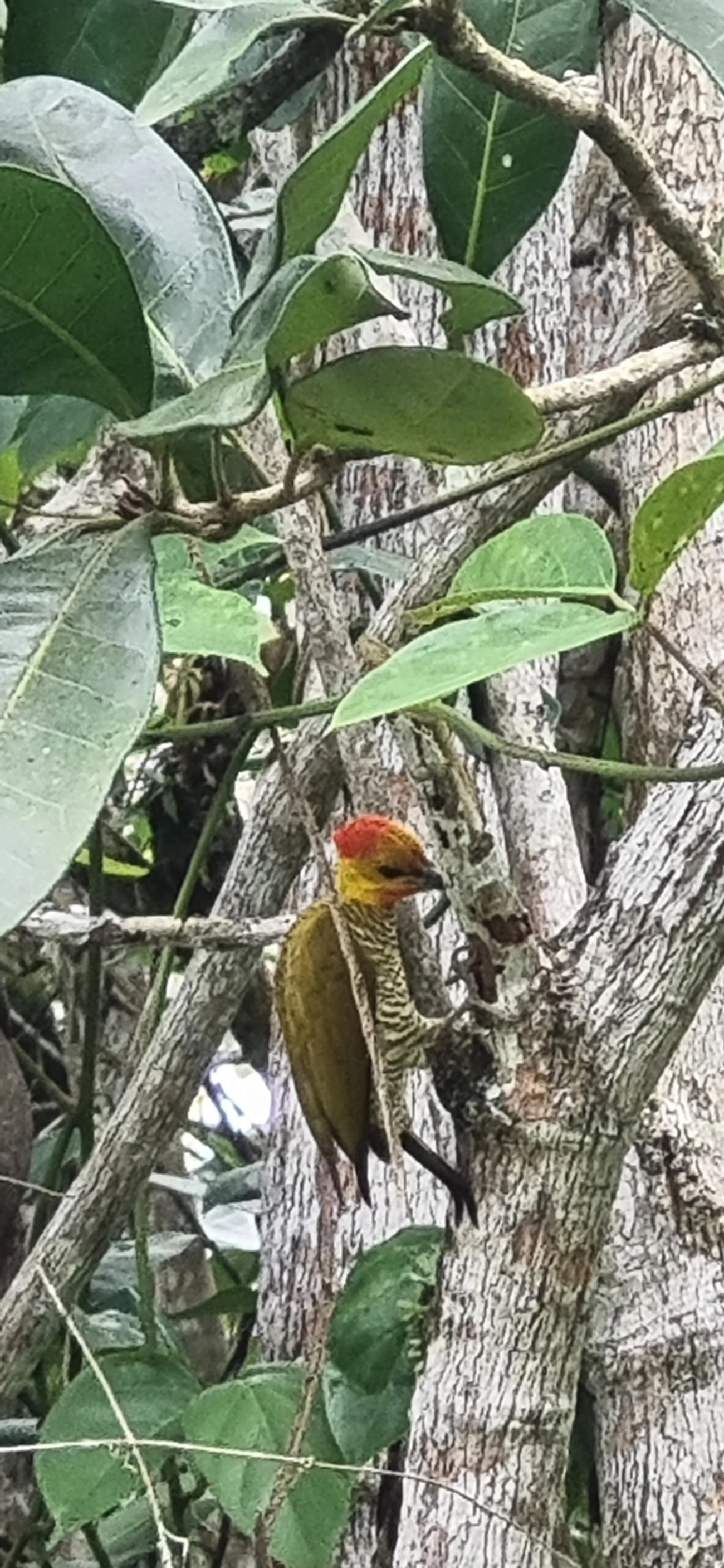 Pica-pau-bufador (Piculus flavigula), aves, fotografado em Maresias, São Sebastião