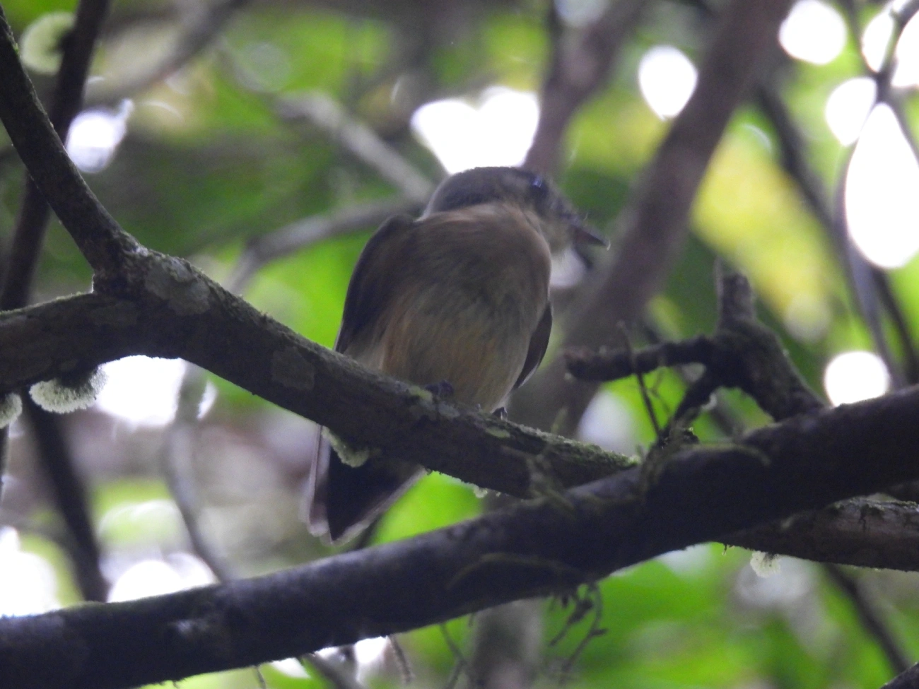 Assanhadinho (Myiobius barbatus), aves, fotografado em Boiçucanga, São Sebastião