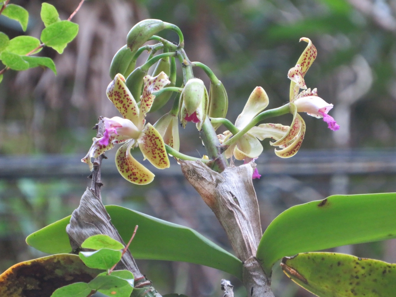 Catleia-gutata (Cattleya guttata), plantas, fotografado em São Sebastião