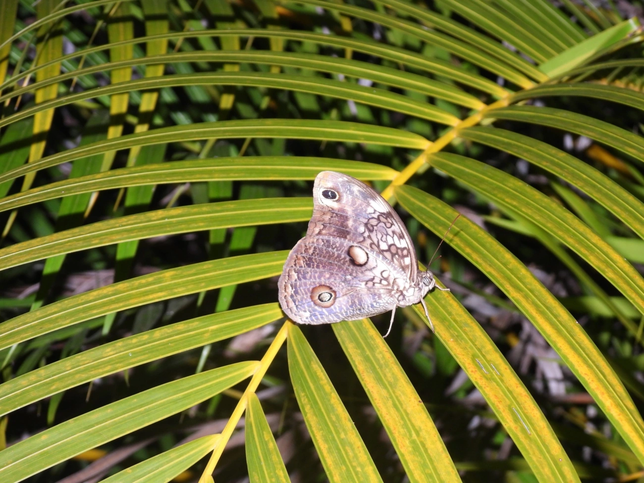 Borboleta-coruja (Catoblepia amphirhoe), insetos, fotografado em Maresias, São Sebastião