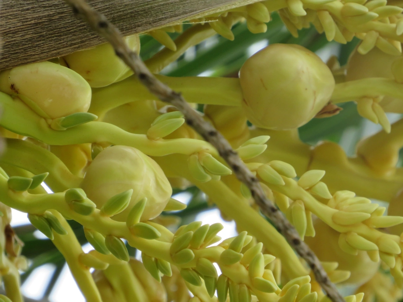 Coqueiro (Cocos nucifera), plantas, fotografado em Maresias, São Sebastião