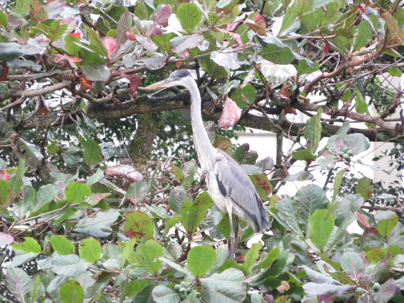 Garça-moura (Ardea cocoi), aves, fotografado em Maresias, São Sebastião
