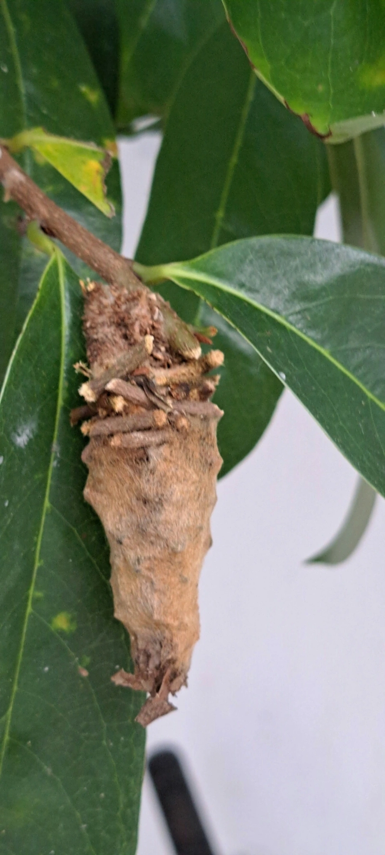 Bicho-do-cesto (Oiketicus kirbyi), insetos, fotografado em Maresias, São Sebastião