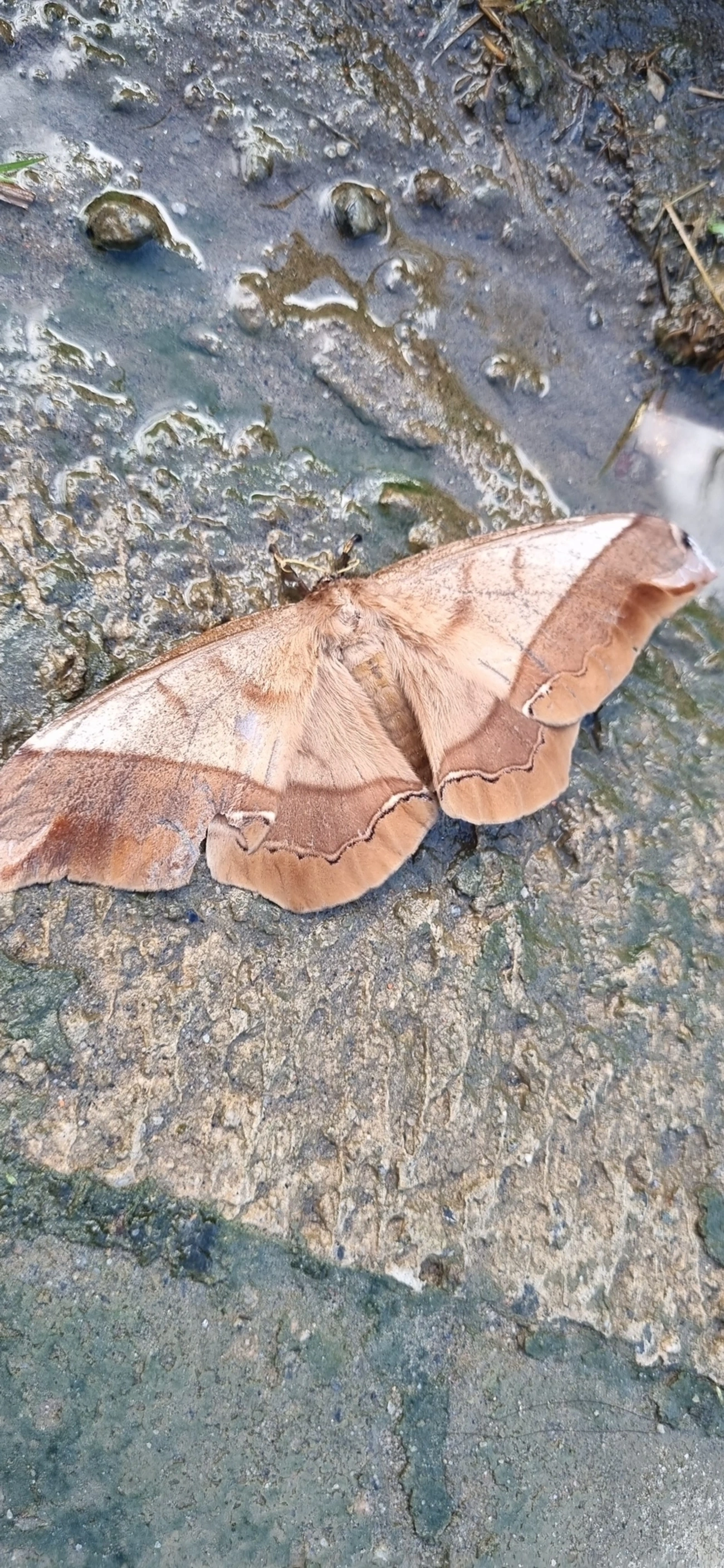 Mariposa-da-seda-gigante (Arsenura armida), insetos, fotografado em Prais do Saco, São Sebastião