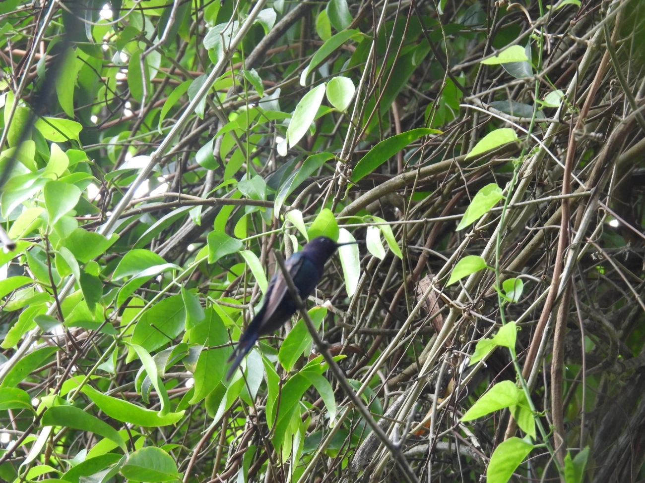 Beija-flor-tesoura (Eupetomena macroura), aves, fotografado em Maresias, São Sebastião