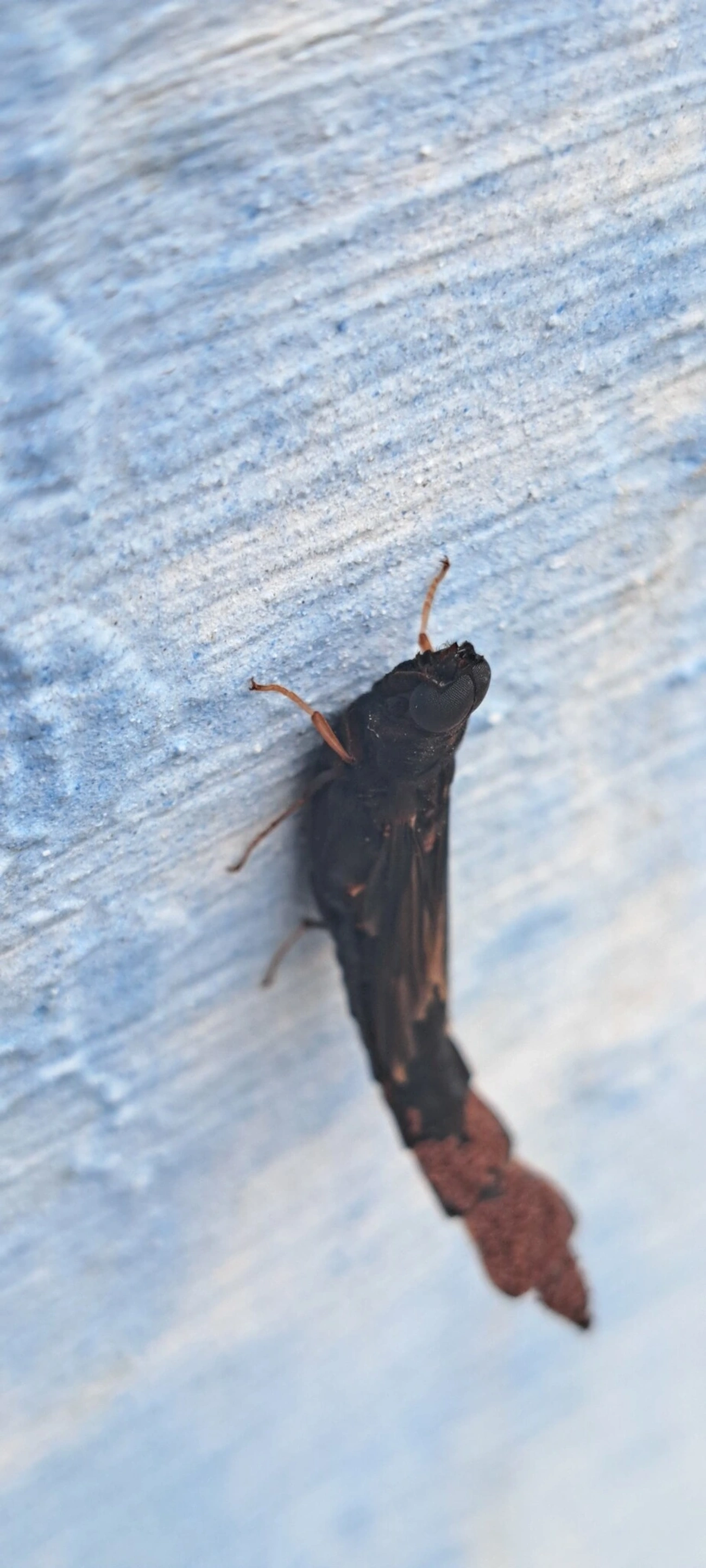 Atractocerus, insetos, fotografado em Maresias, São Sebastião