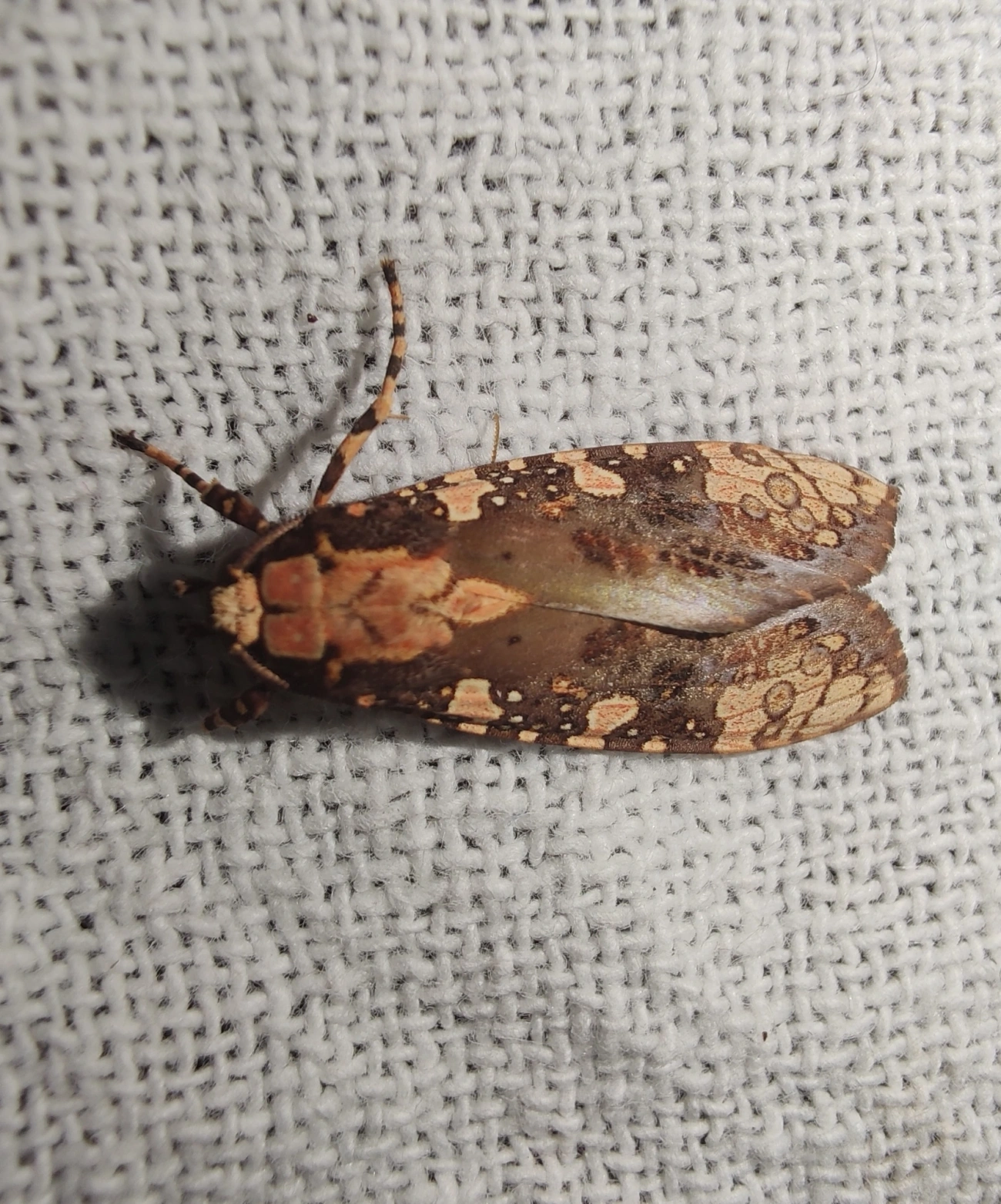 Mariposa-tigre (Cresera annulata), insetos, fotografado em Maresias, São Sebastião