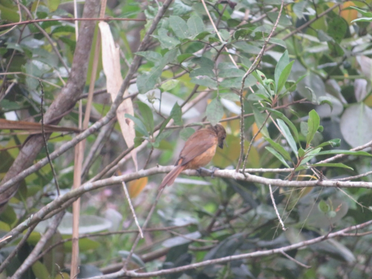 Tiê-galo (Loriotus cristatus), aves, fotografado em Maresias, São Sebastião