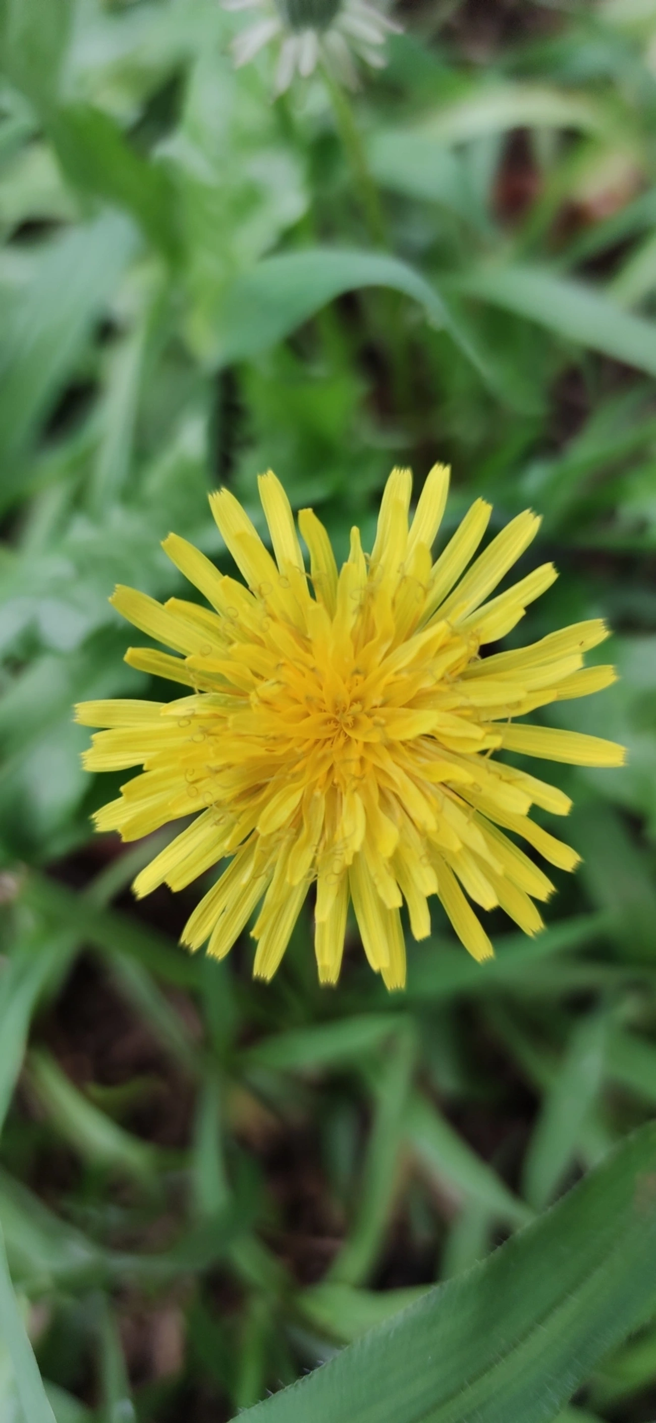Dente-de-leão (Taraxacum officinale), plantas, fotografado em Vila Antonina, São Paulo