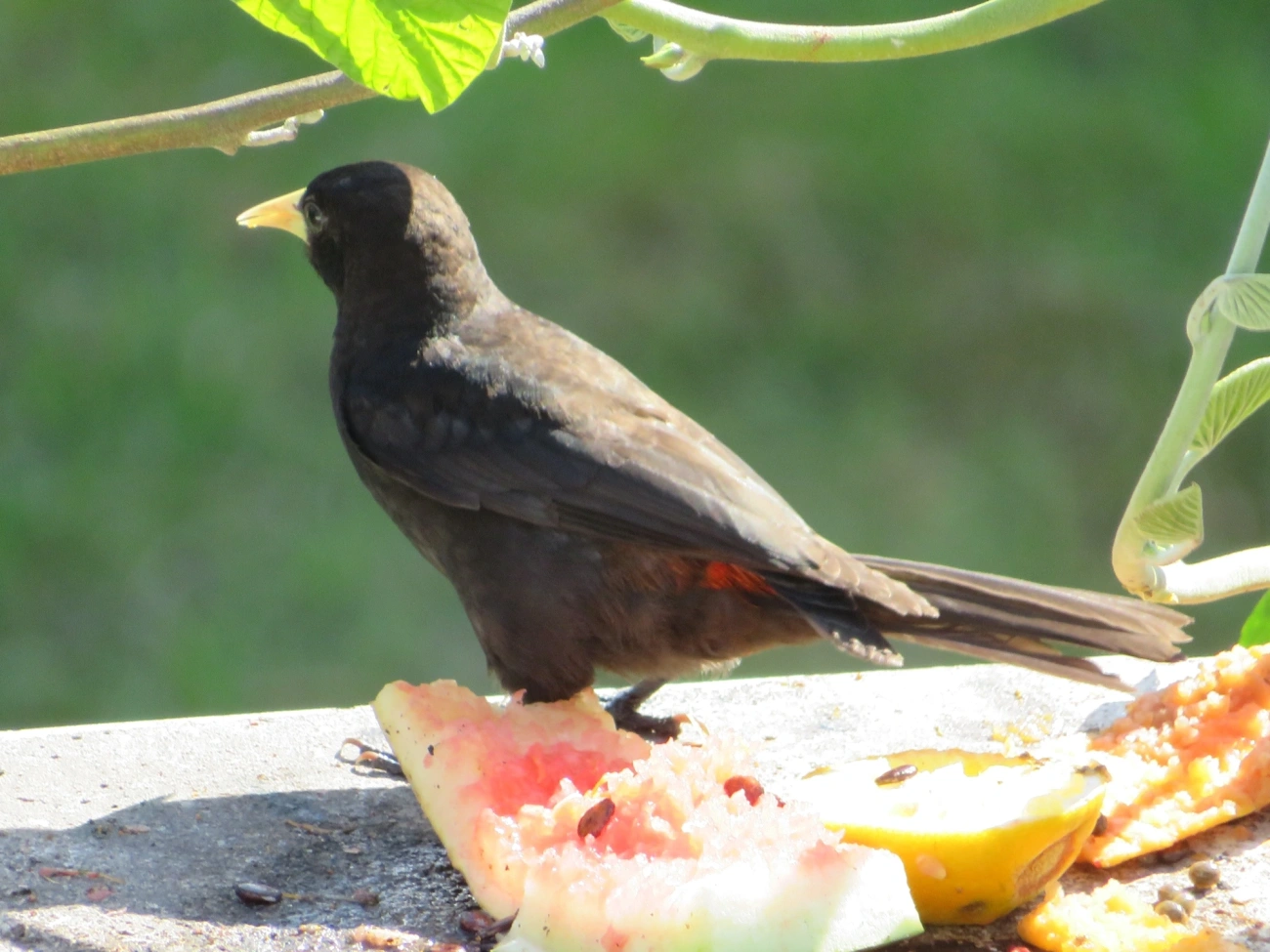 Guaxe (Cacicus haemorrhous), aves, fotografado em Maresias, São Sebastião