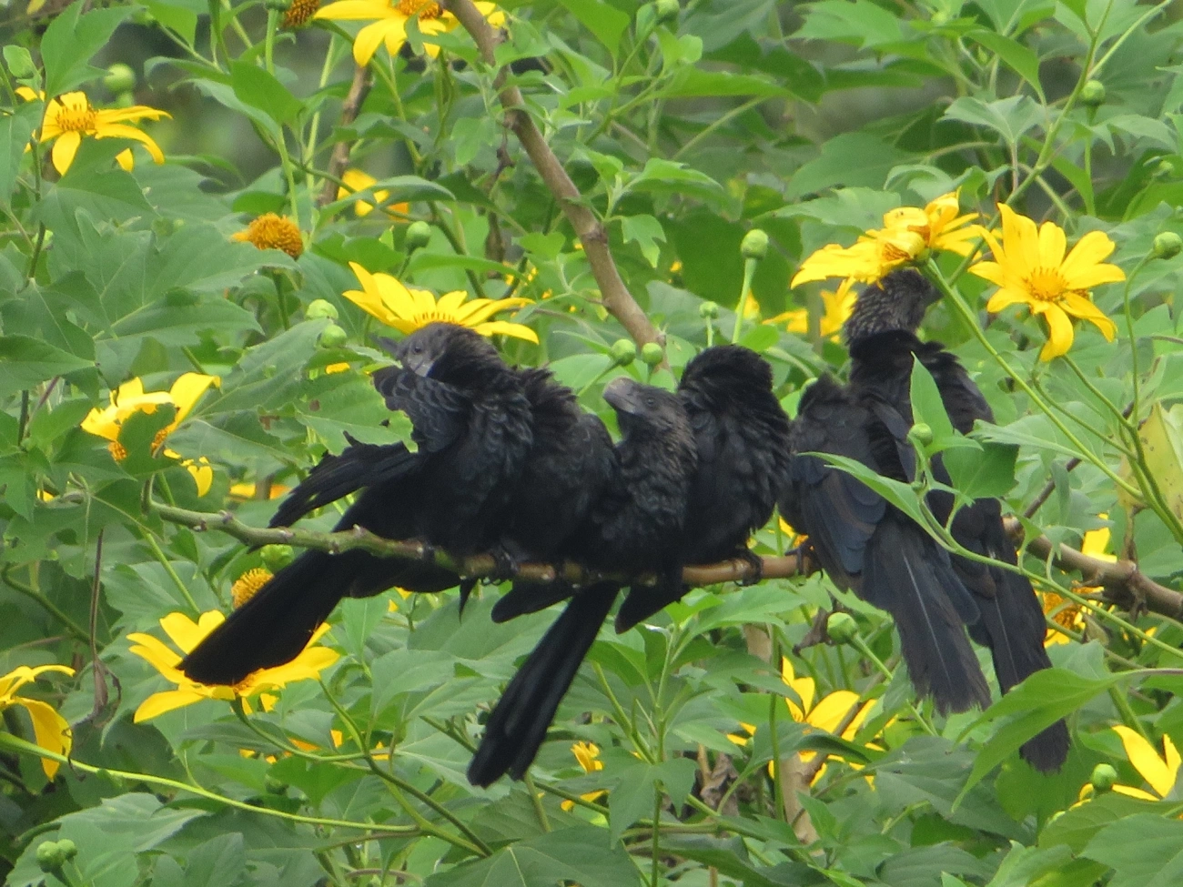 Anu-preto (Crotophaga ani), aves, fotografado em Maresias, São Sebastião