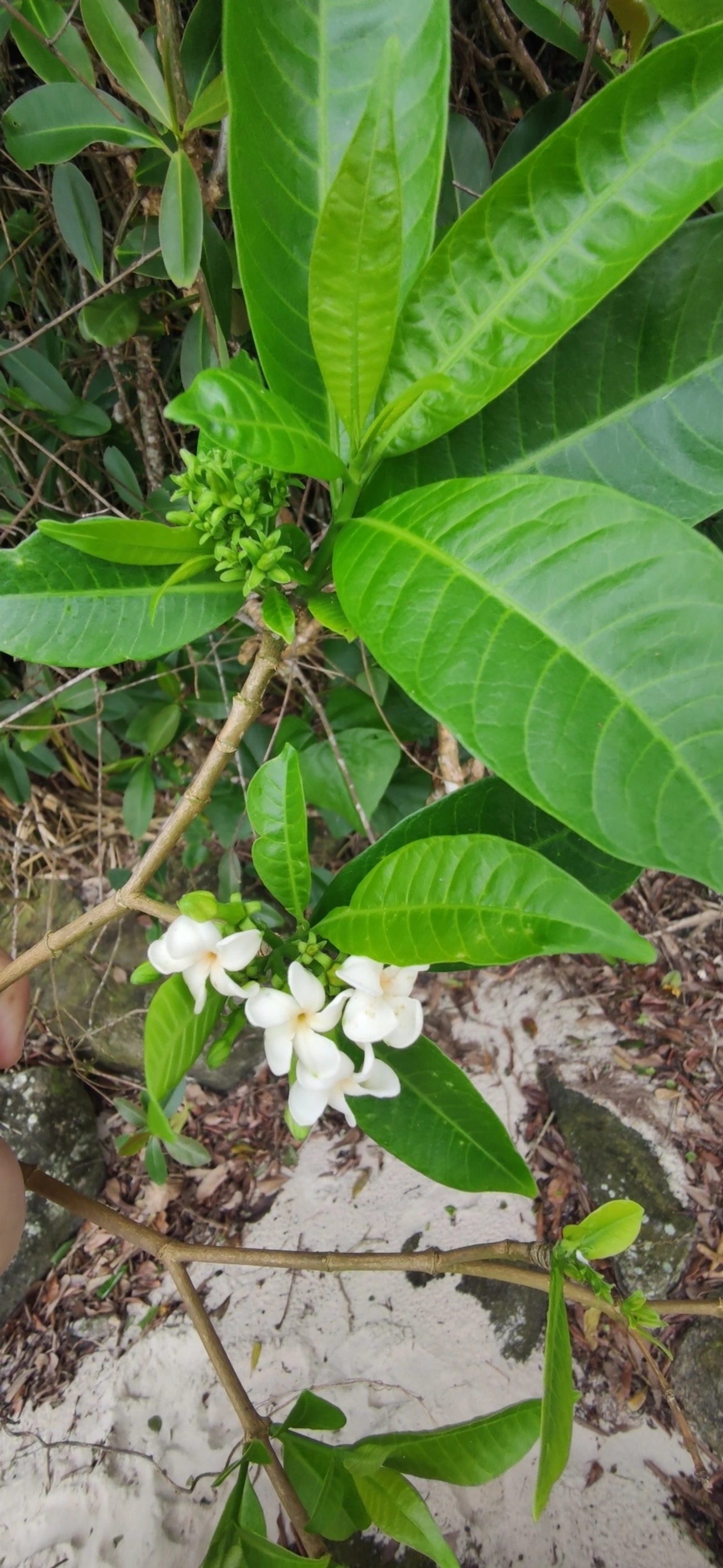 Tabernaemontana, plantas, fotografado em Maresias, São Sebastião