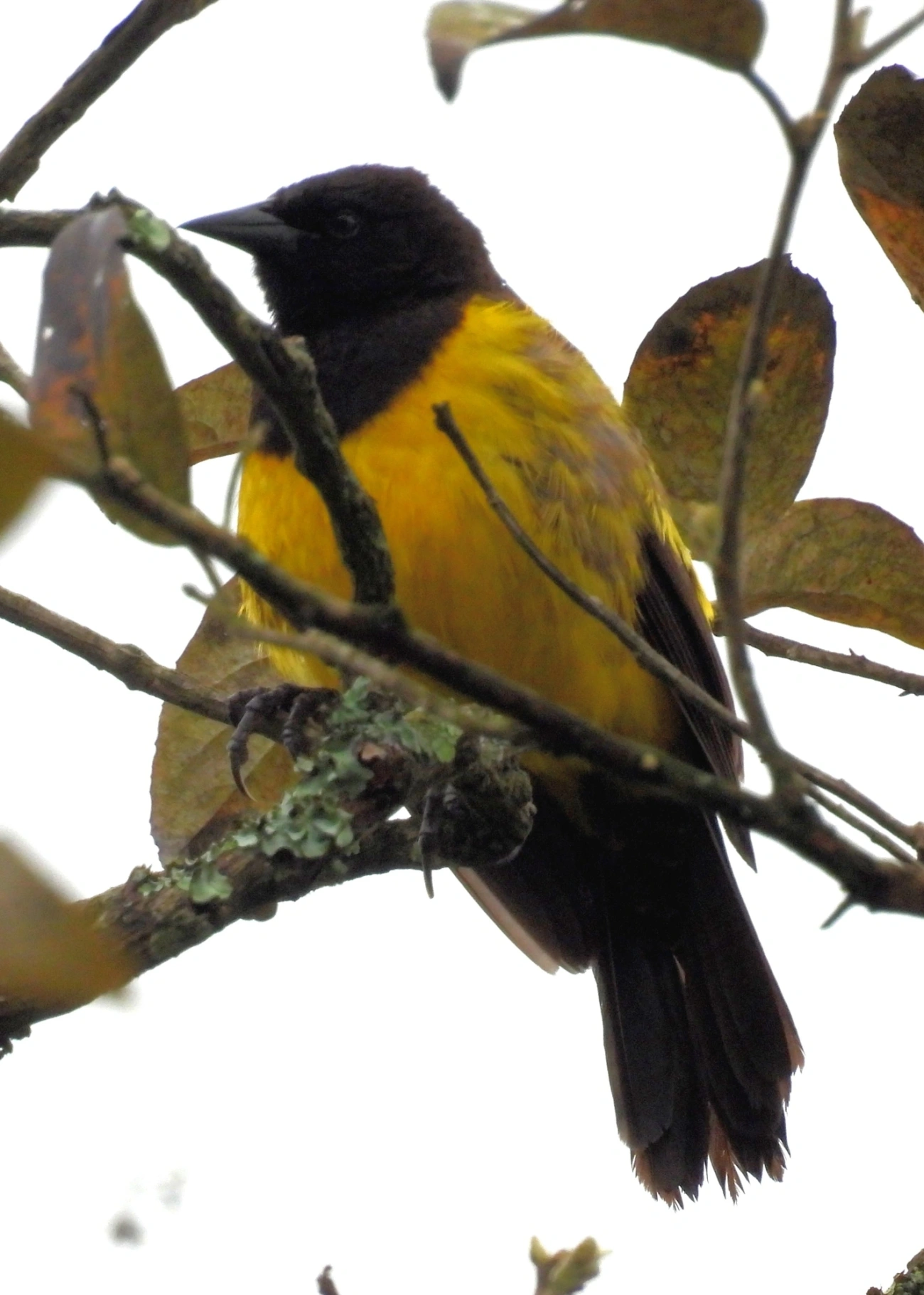 Pássaro-preto-soldado (Pseudoleistes guirahuro), aves, fotografado em Santa Isabel