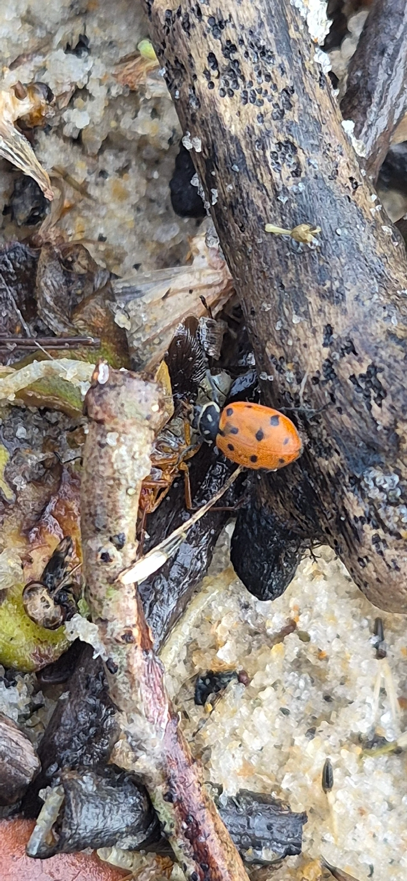 Joaninha-convergente (Hippodamia convergens), insetos, fotografado em Maresias, São Sebastião