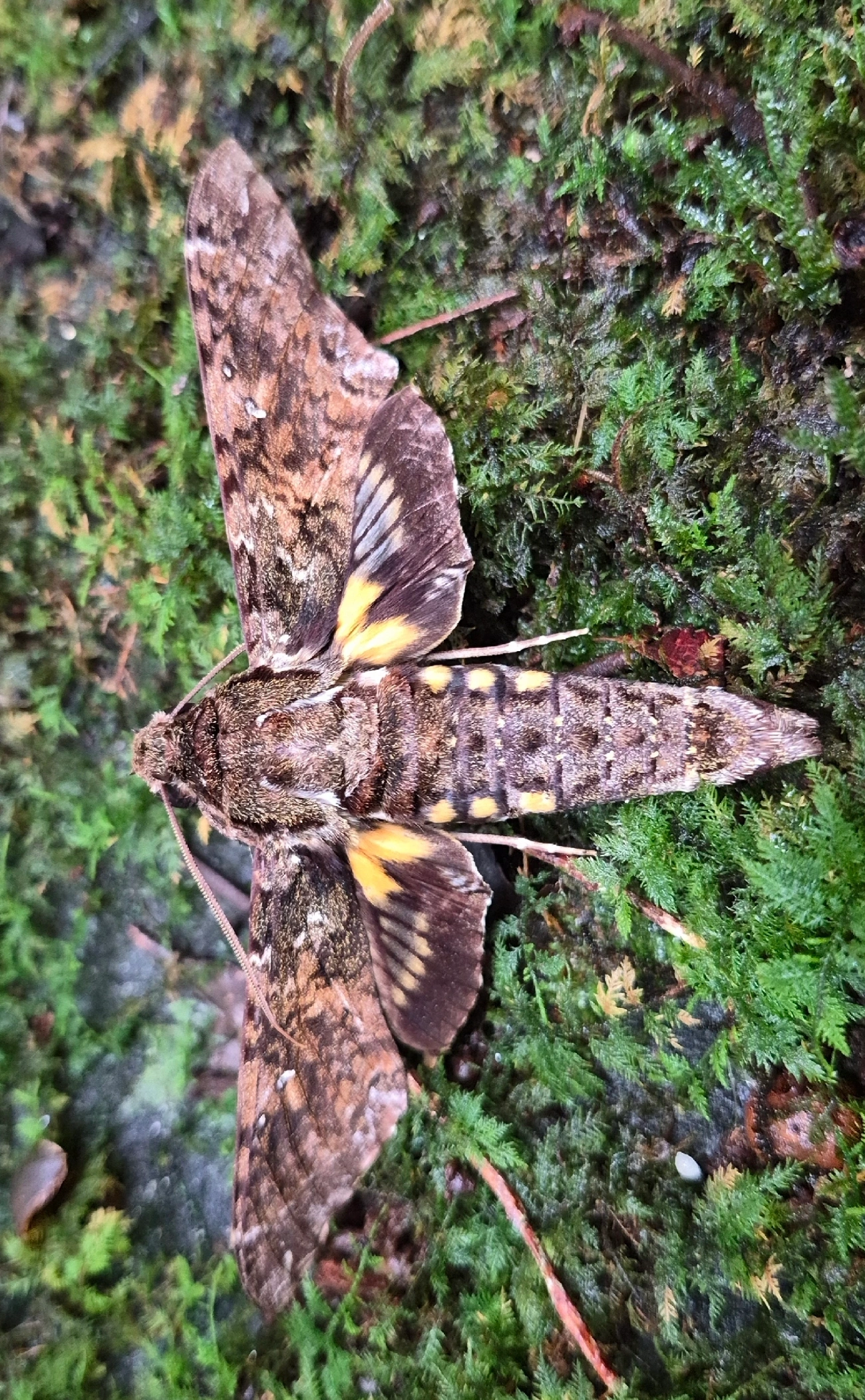 Esfinge-de-Duponchel (Cocytius duponchel), insetos, fotografado em Camburí, São Sebastião