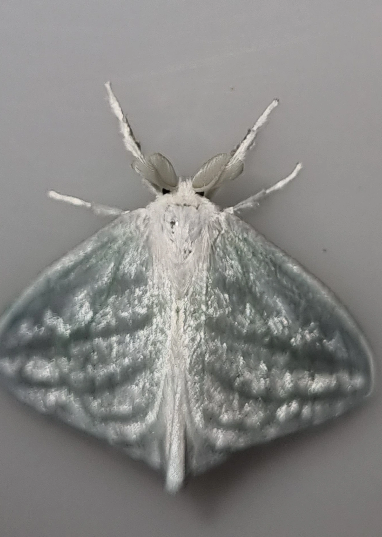 Caviria, insetos, fotografado em Maresias, São Sebastião