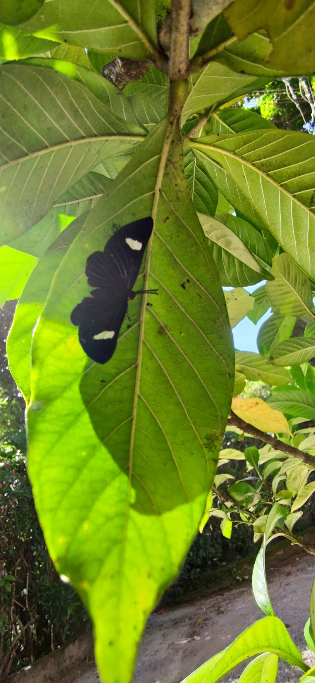 Pheles atricolor, insetos, fotografado em Maresias, São Sebastião