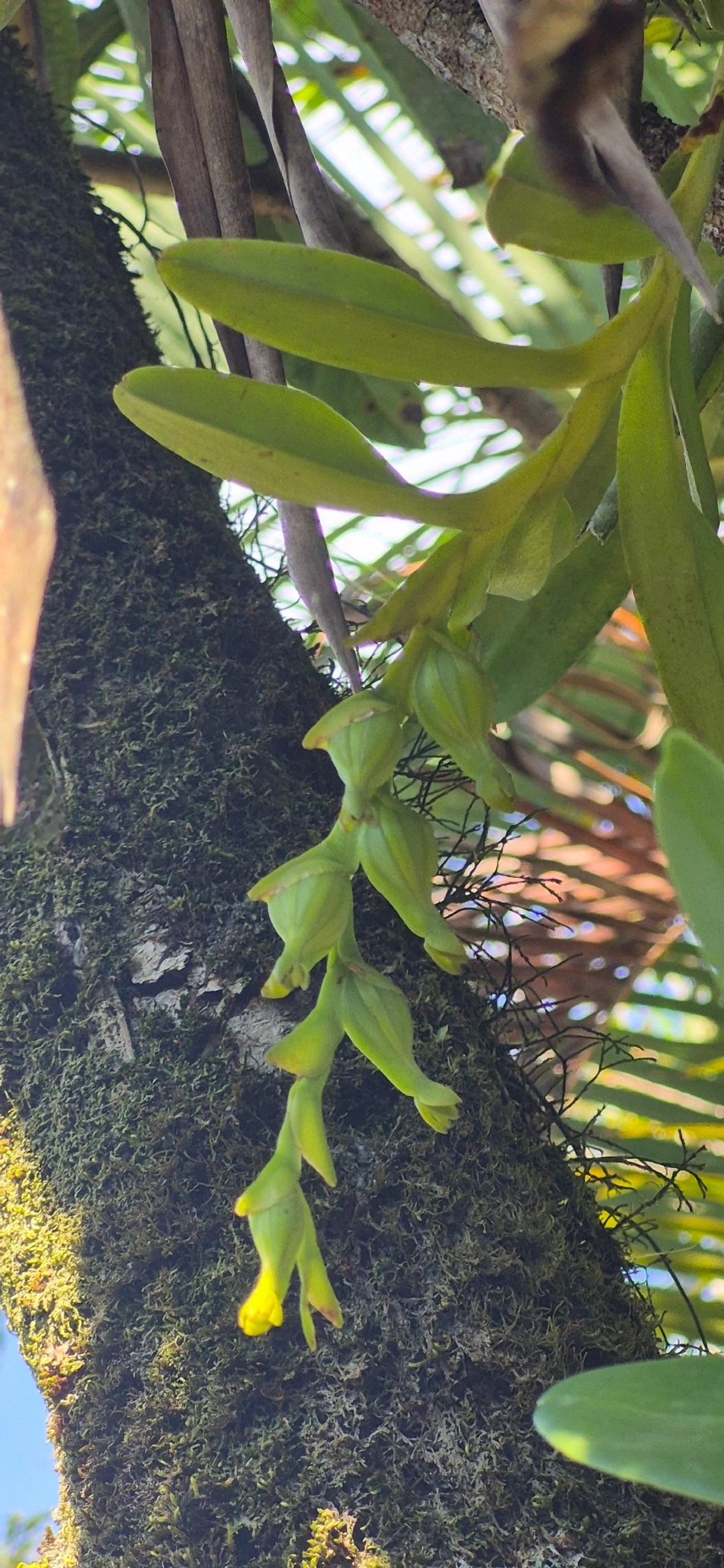 Epidendros (Epidendrum), plantas, fotografado em Cananéia
