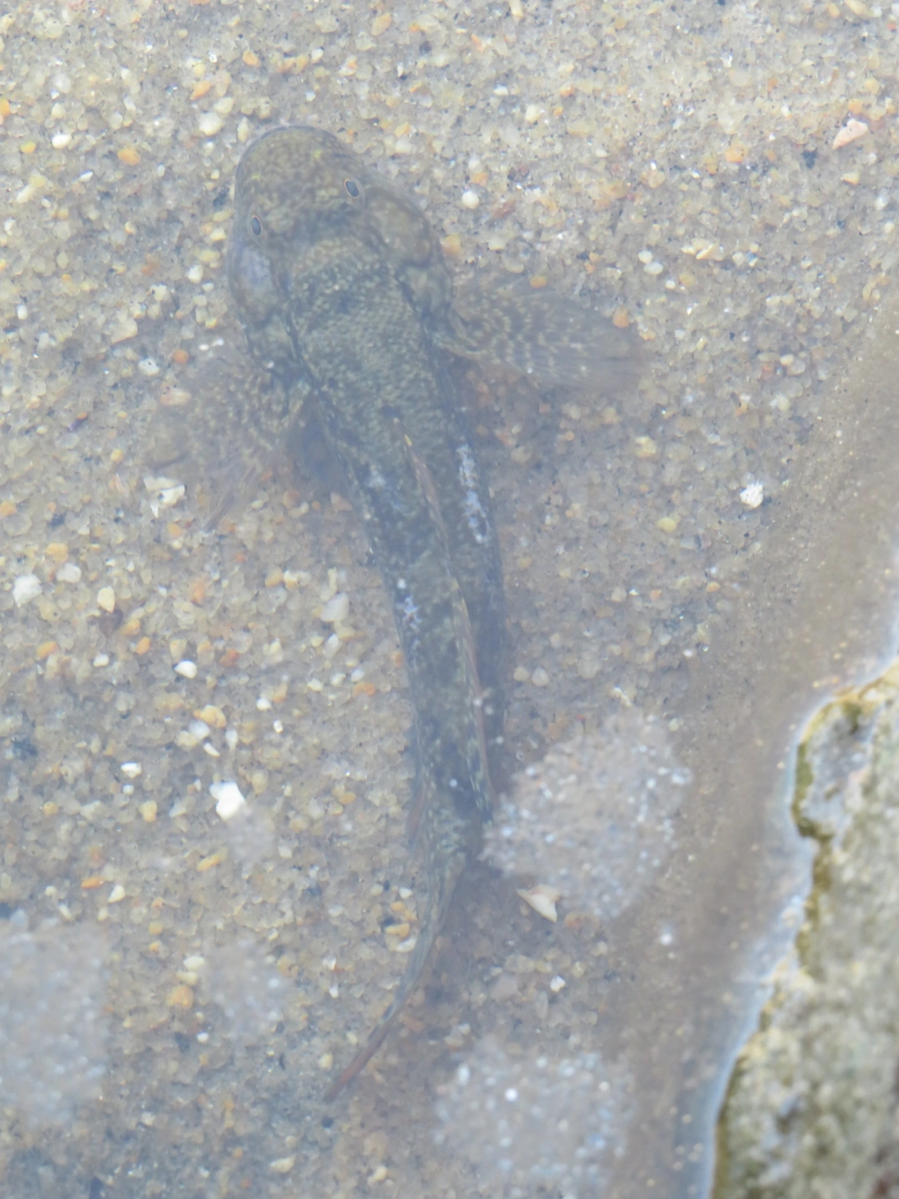 Bathygobius, peixes, fotografado em Maresias, São Sebastião