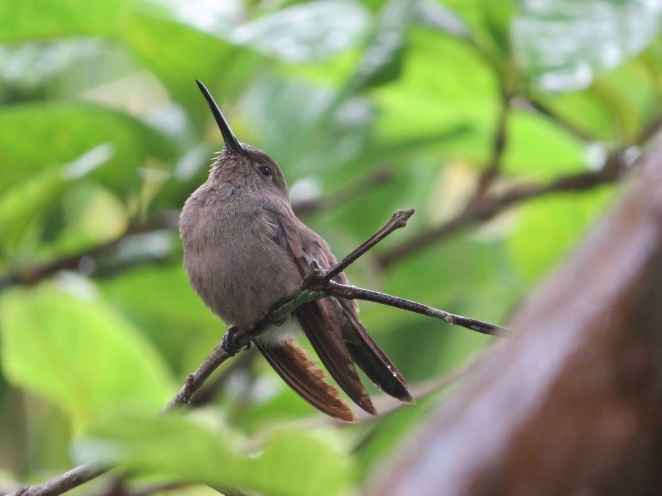 Beija-flor-cinza (Eupetomena cirrochloris), aves, fotografado em Maresias, São Sebastião