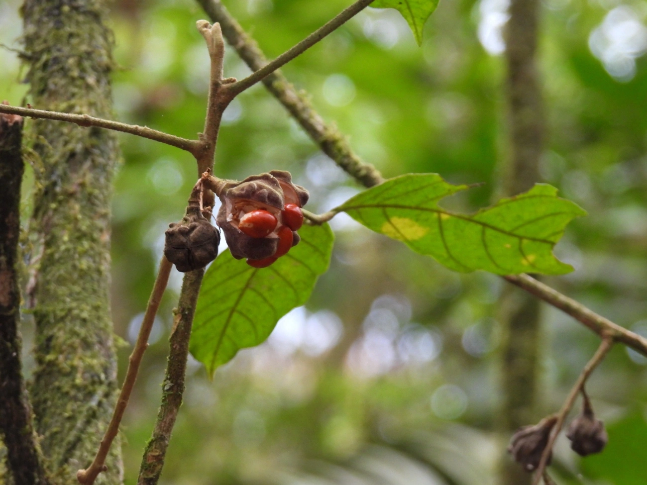 Guarea, plantas, fotografado em Perequê, Ilhabela
