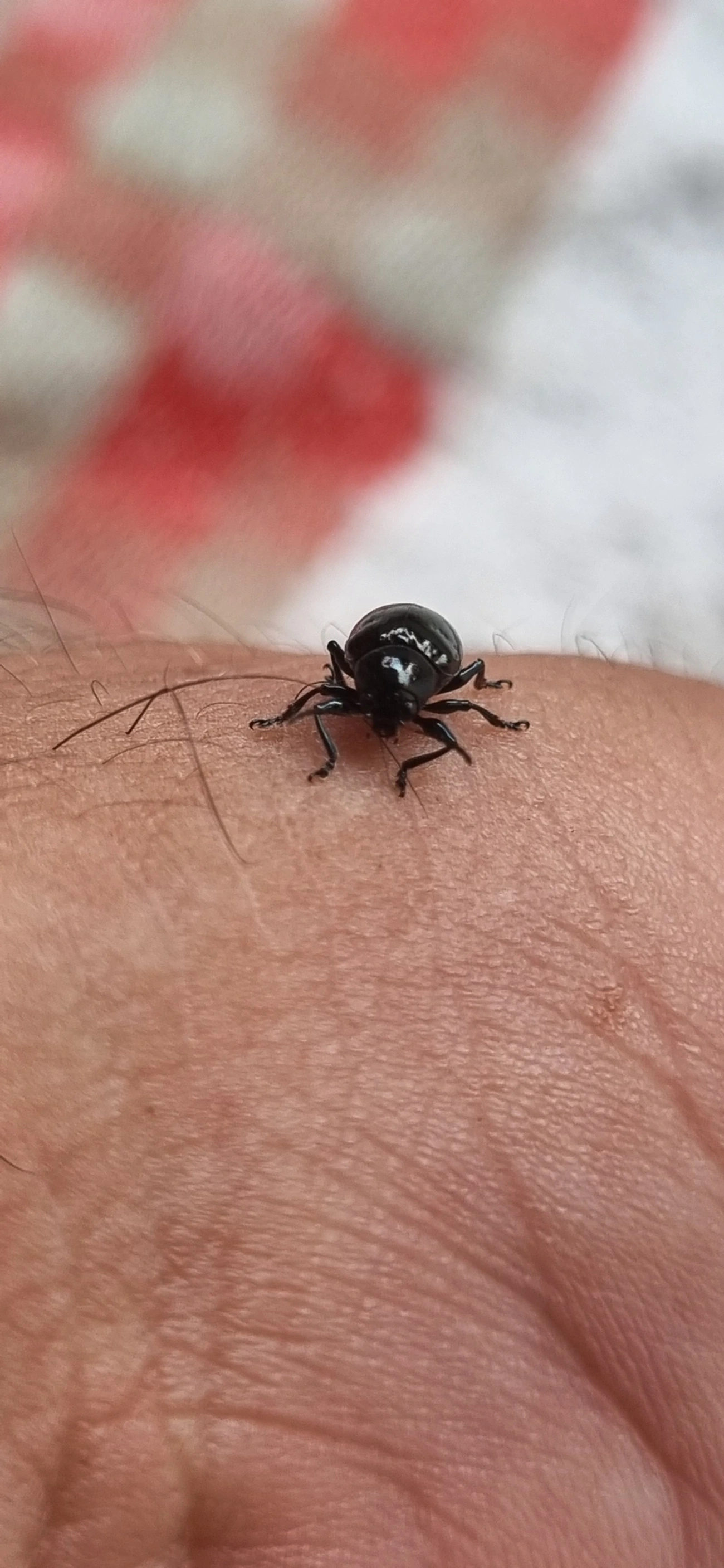 Typophorus, insetos, fotografado em Maresias, São Sebastião