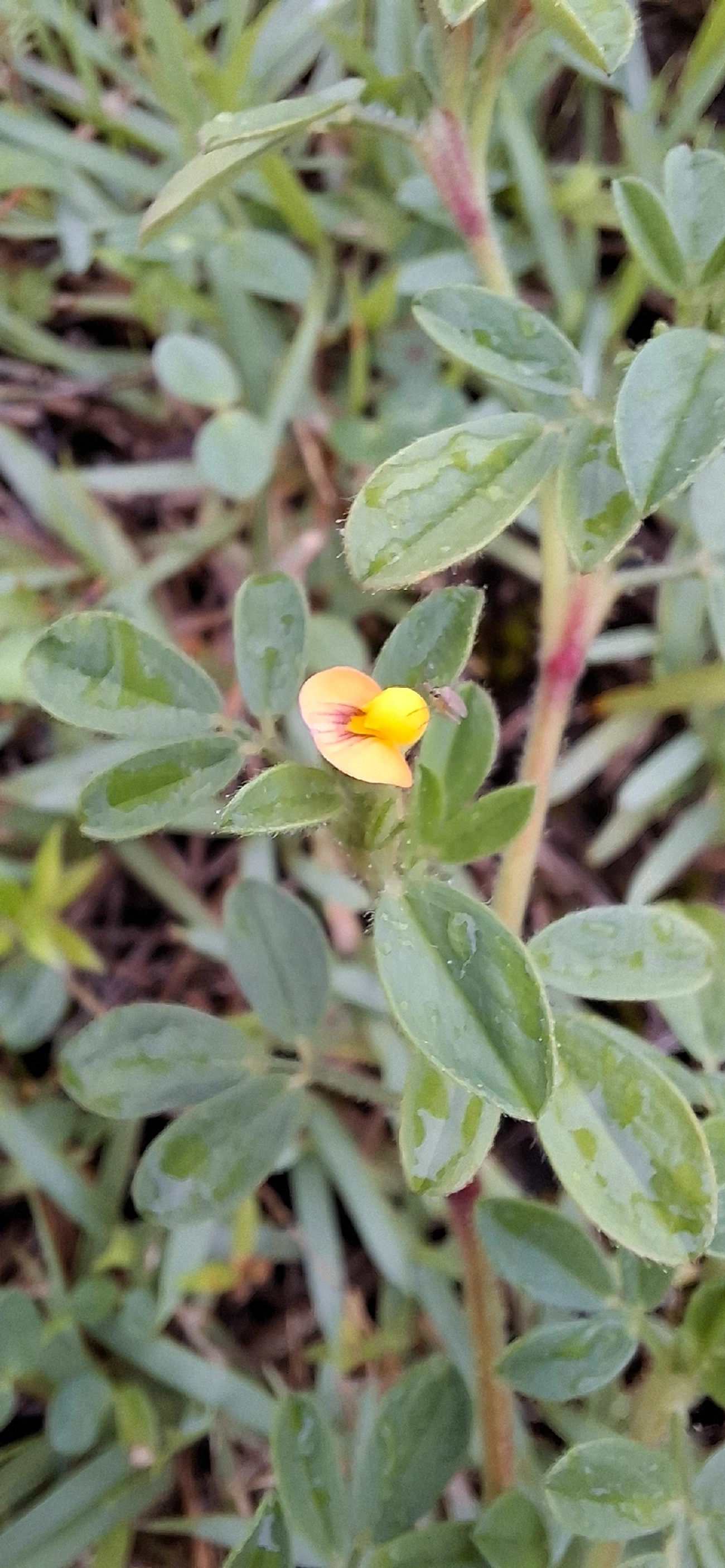 Stylosanthes, plantas, fotografado em Maresias, São Sebastião