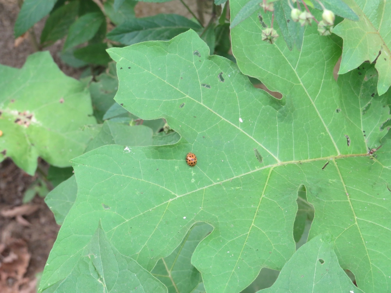 Joaninha-de-vinte-e-oito-pintas (Henosepilachna vigintioctopunctata), insetos, fotografado em Perequê, Ilhabela