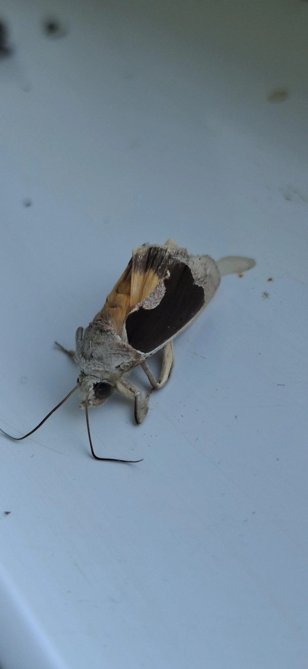 Gonodonta, insetos, fotografado em Américo de Campos