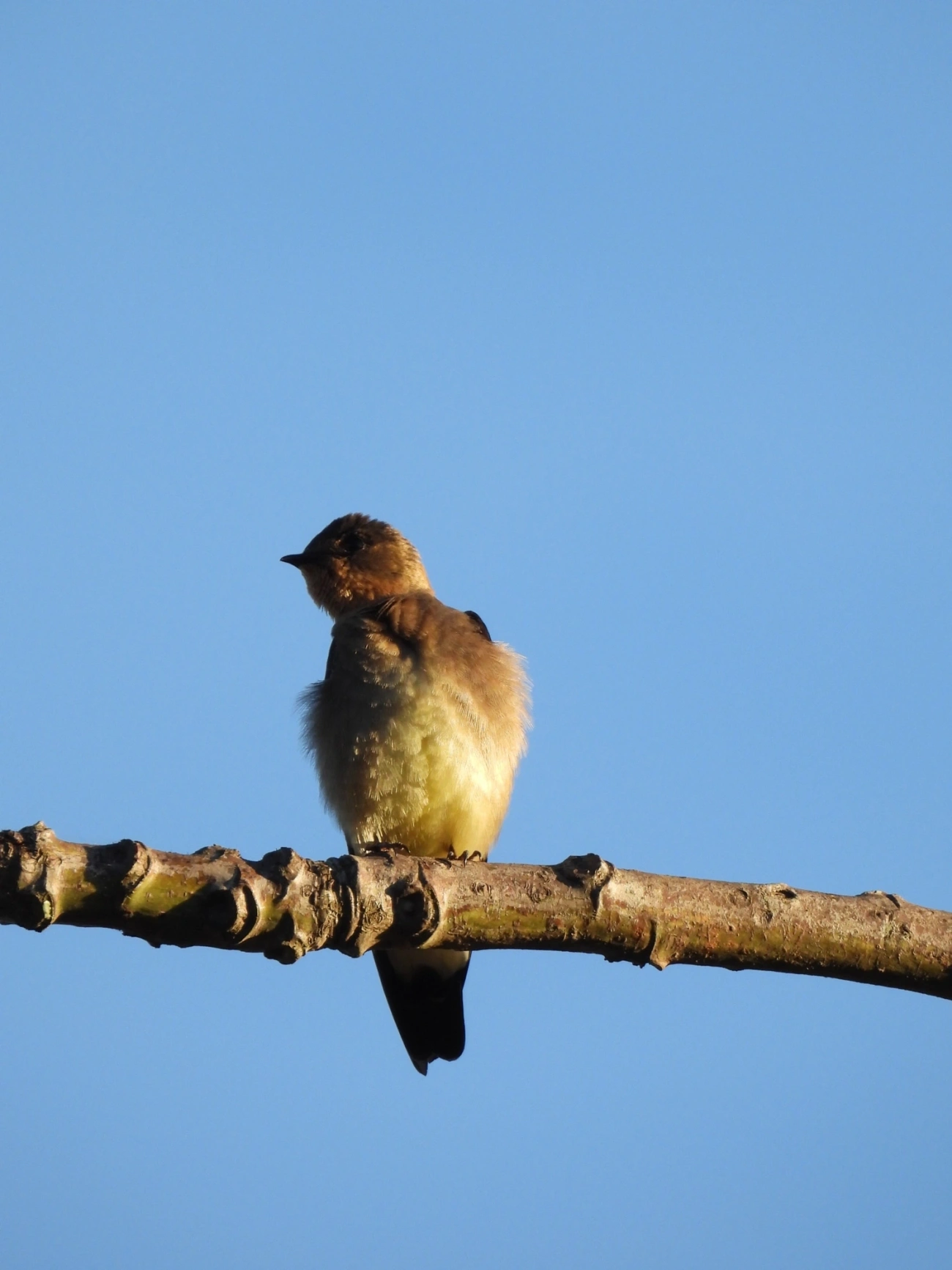 Andorinha-serradora (Stelgidopteryx ruficollis), aves, fotografado em Cunha