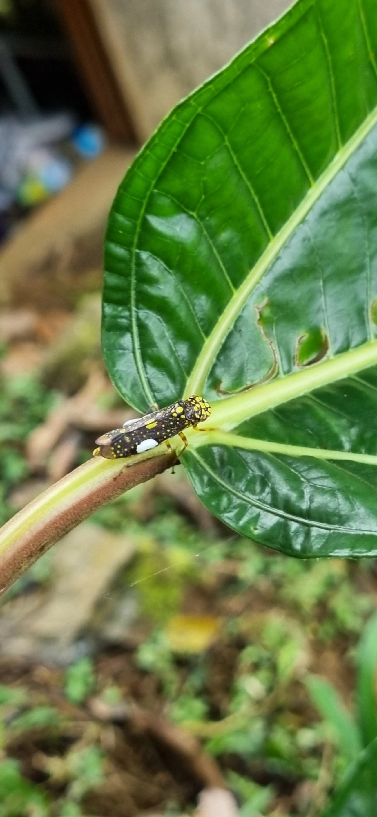Cigarrinha-de-espinho (Molomea magna), insetos, fotografado em Paúba, São Sebastião