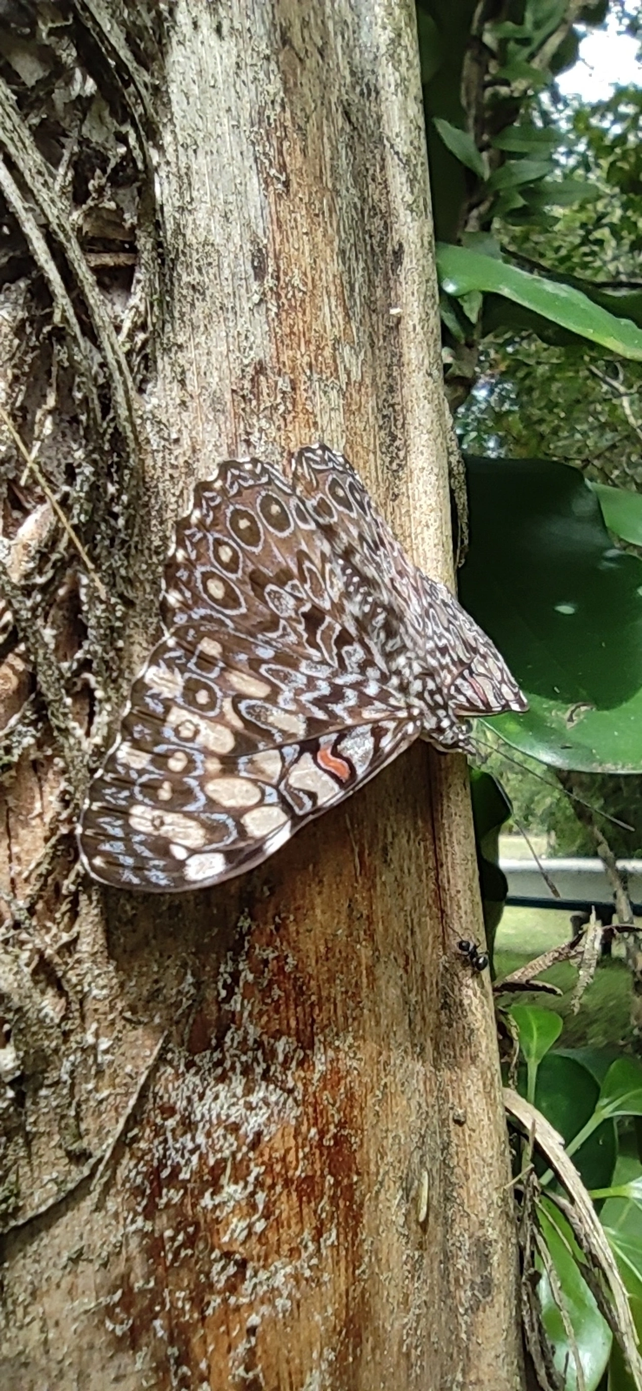 Borboleta-estaladeira (Hamadryas feronia), insetos, fotografado em Maresias, São Sebastião