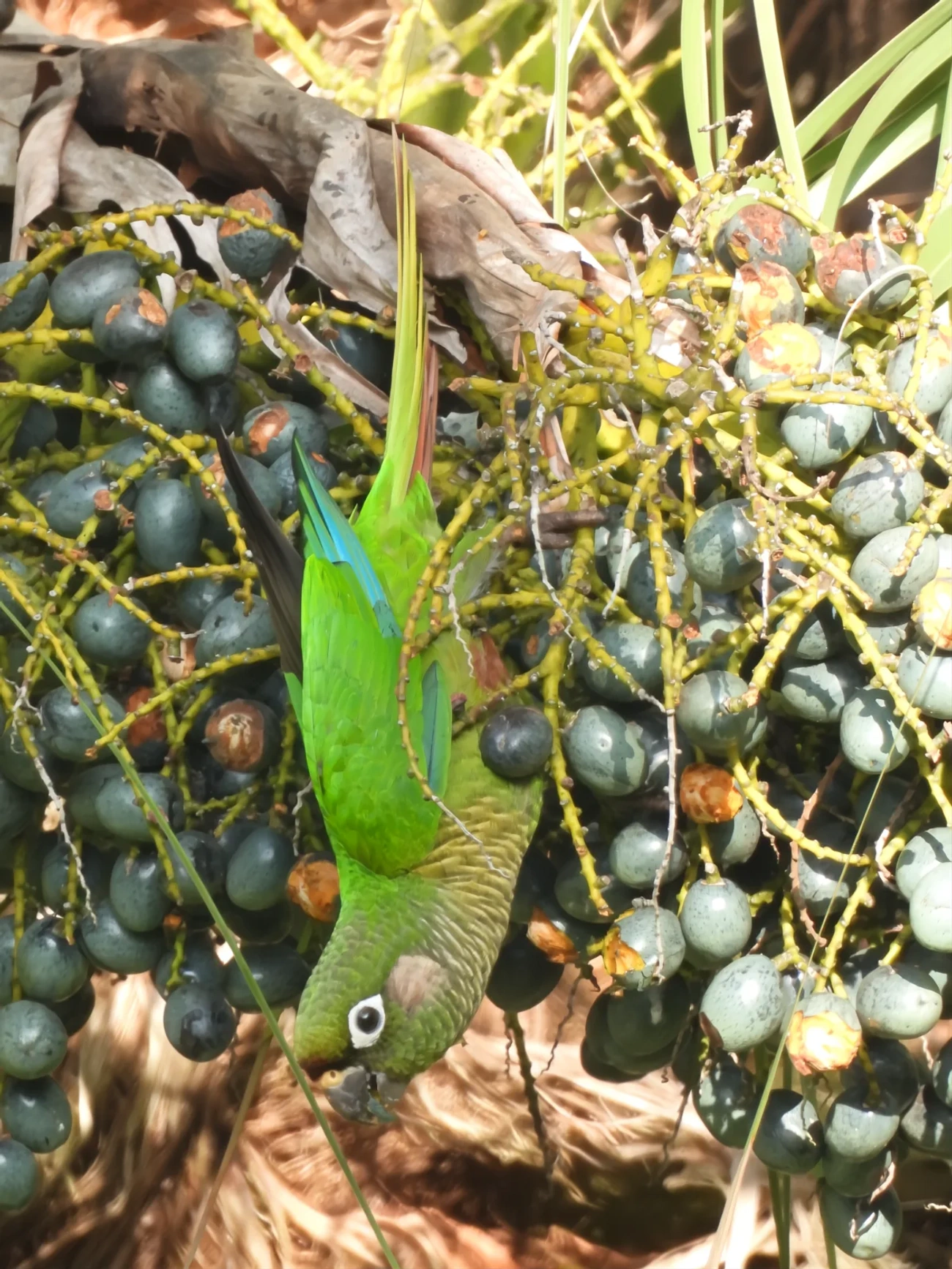 Tiriba-de-testa-vermelha (Pyrrhura frontalis), aves, fotografado em Maresias, São Sebastião